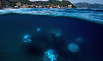 Nemo's Garden