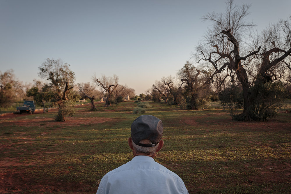 Lost Roots: the Olive Trees Apocalypse in Italy