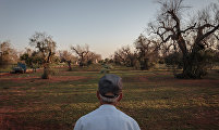 Lost Roots: the Olive Trees Apocalypse in Italy