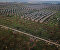 Lost Roots: the Olive Trees Apocalypse in Italy