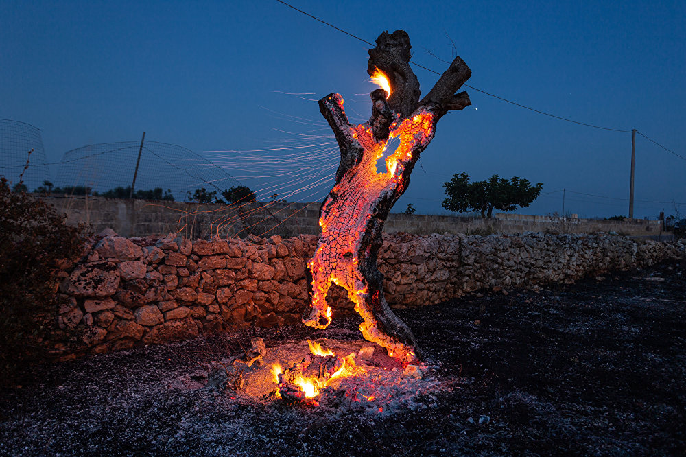 Lost Roots: the Olive Trees Apocalypse in Italy