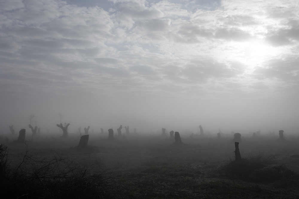 Lost Roots: the Olive Trees Apocalypse in Italy