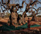 Lost Roots: the Olive Trees Apocalypse in Italy