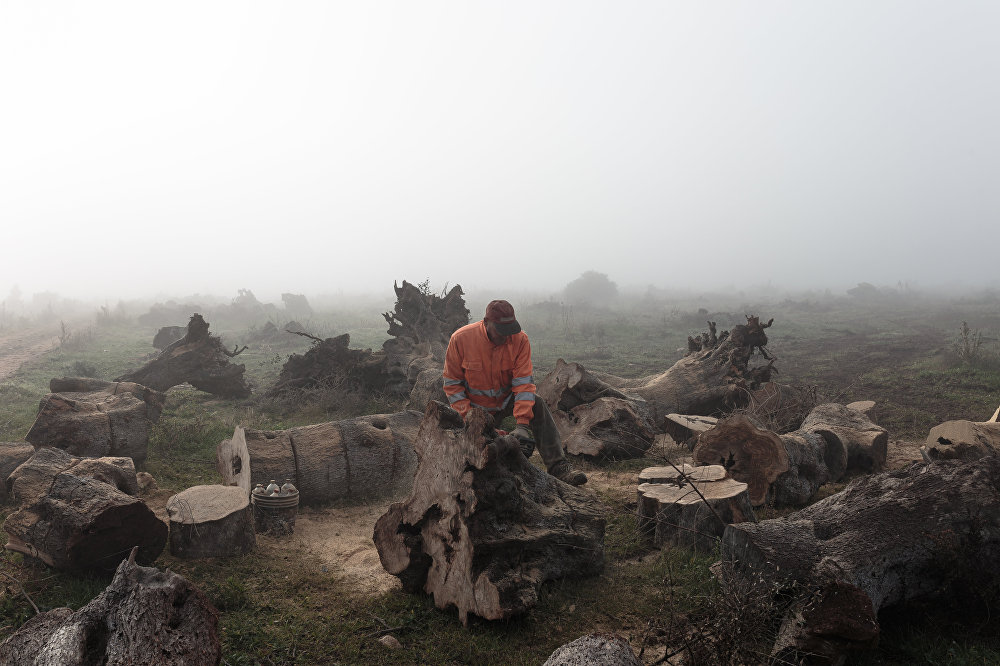 Lost Roots: the Olive Trees Apocalypse in Italy