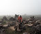Lost Roots: the Olive Trees Apocalypse in Italy