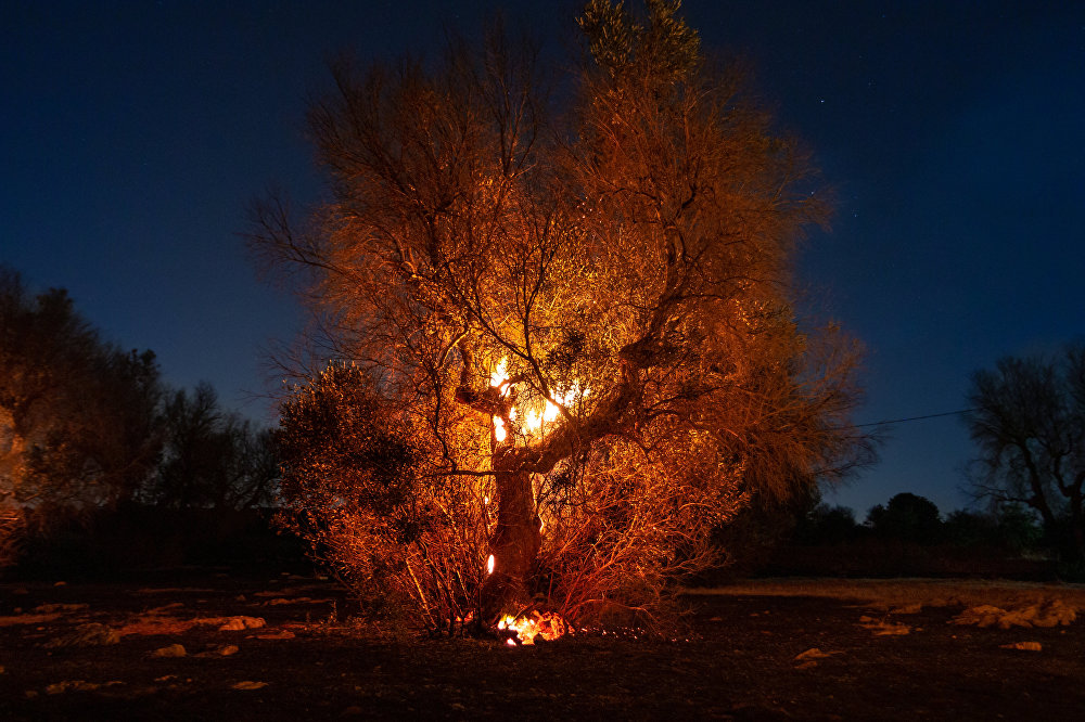 Lost Roots: the Olive Trees Apocalypse in Italy