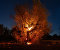 Lost Roots: the Olive Trees Apocalypse in Italy