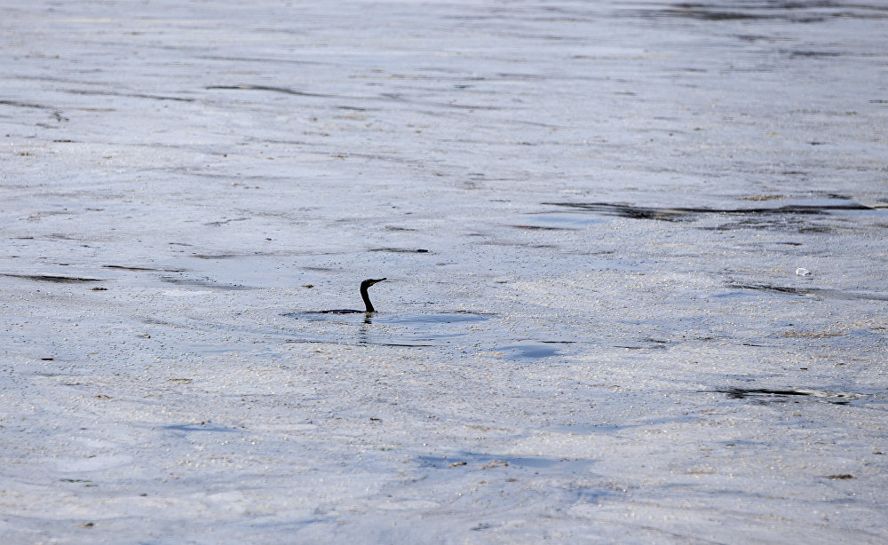 Meet the sea snot as global warming has given us