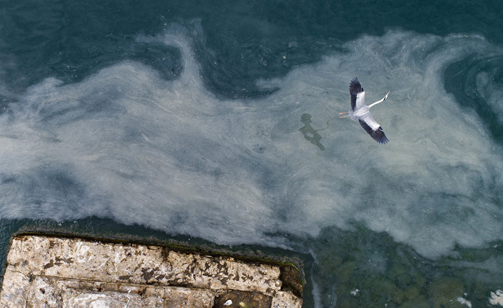 Meet the sea snot as global warming has given us
