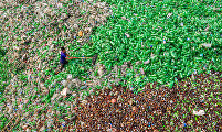 Plastic Hell