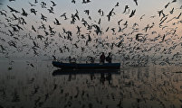 Seagulls around Yamuna River