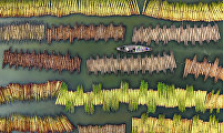 Processing Jute