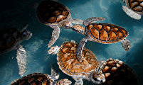 Symbiosis