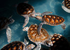 Symbiosis